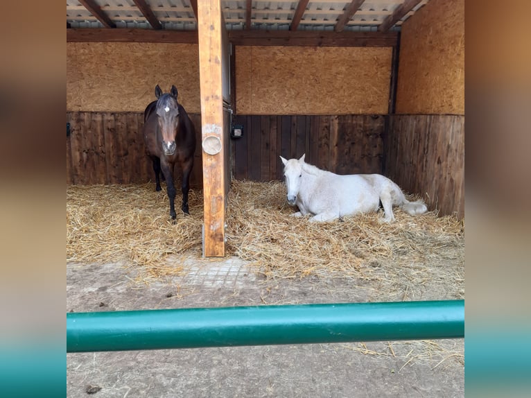 Da dalla primavera del 2026 / Disponibile 1 box in paddock