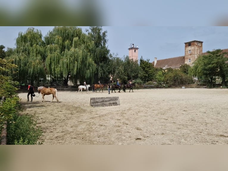 Due stalle di paddock adiacenti disponibili