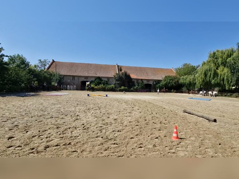 Due stalle di paddock adiacenti disponibili