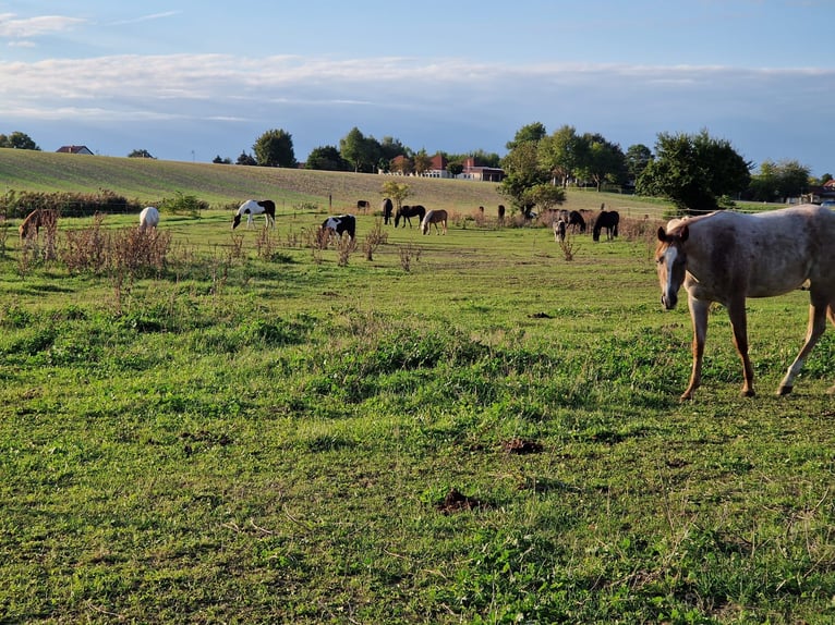 Due stalle di paddock adiacenti disponibili