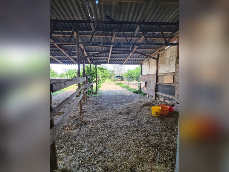 Einstellplätze in Wien- Paddockbox inkl. angeschlossener Privatkoppel und Freilauf Einstellplätze in Wien- Paddockbox inkl. angeschlossener Privatkoppel und Freilauf