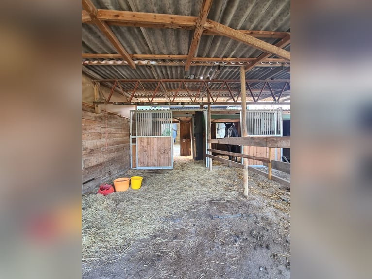 Einstellplätze in Wien- Paddockbox inkl. angeschlossener Privatkoppel und Freilauf Einstellplätze in Wien- Paddockbox inkl. angeschlossener Privatkoppel und Freilauf