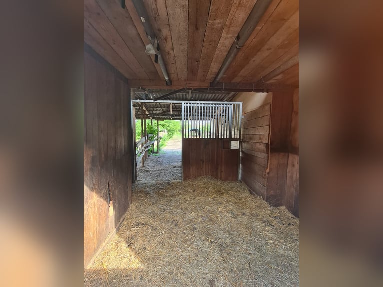 Einstellplätze in Wien- Paddockbox inkl. angeschlossener Privatkoppel und Freilauf Einstellplätze in Wien- Paddockbox inkl. angeschlossener Privatkoppel und Freilauf