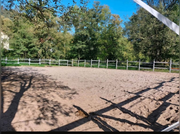 Fienile privato con 3 box libere, paddock disponibile tutto il giorno, adatto a cavalli, pony, pensi
