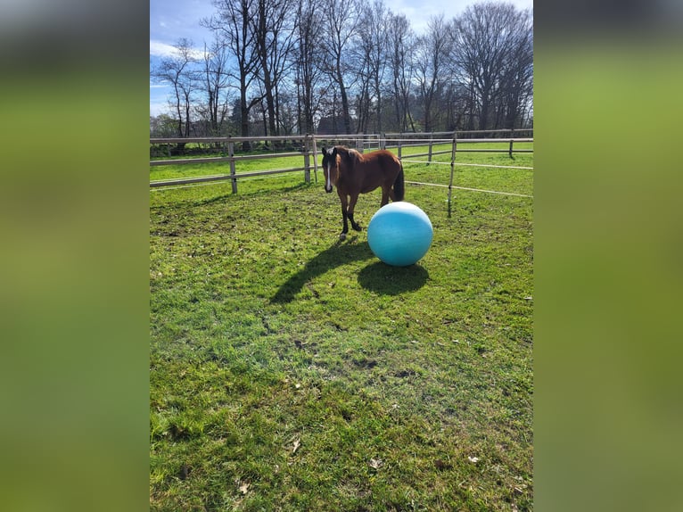 Große Paddockbox mit ganzjährig Weide für Pony/Kleinpferd: Renter/Reha/Jung