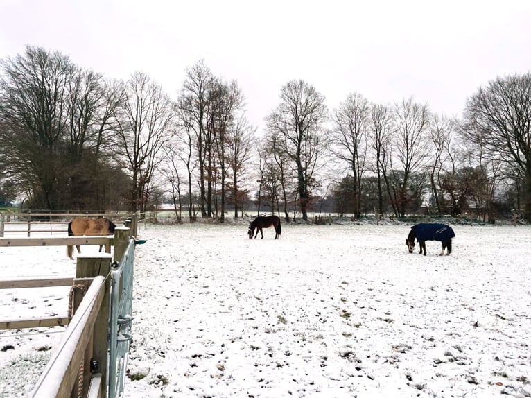 Große Paddockbox mit ganzjährig Weide für Pony/Kleinpferd: Renter/Reha/Jung