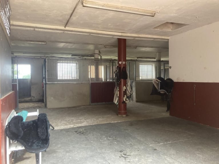 harmonischer Freizeitstall hat Plätze frei