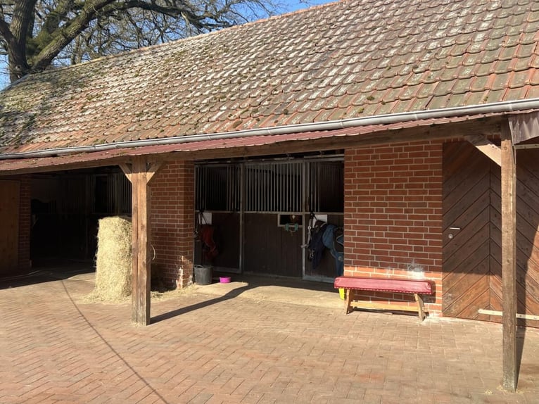 harmonischer Freizeitstall hat Plätze frei