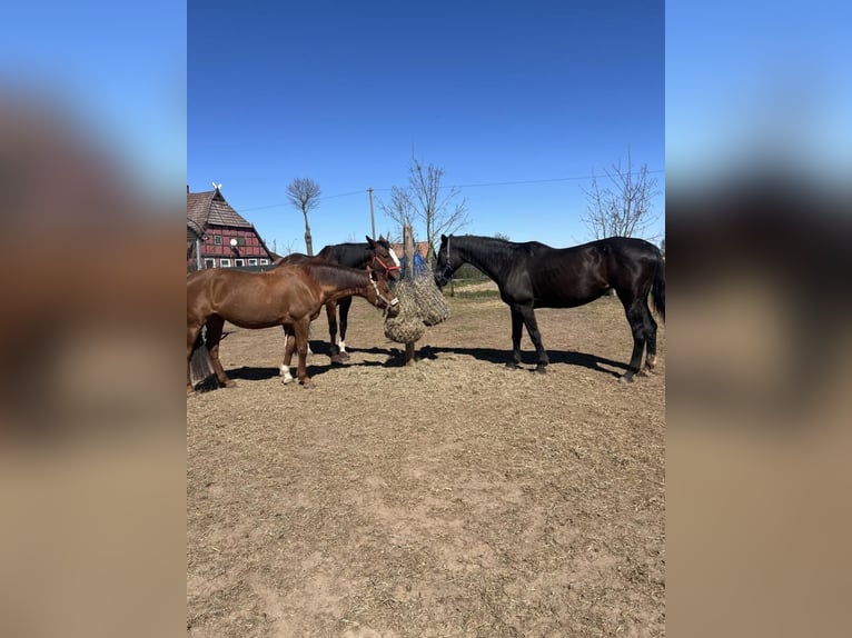harmonischer Freizeitstall hat Plätze frei aktuell auch einen im Offenstall 
