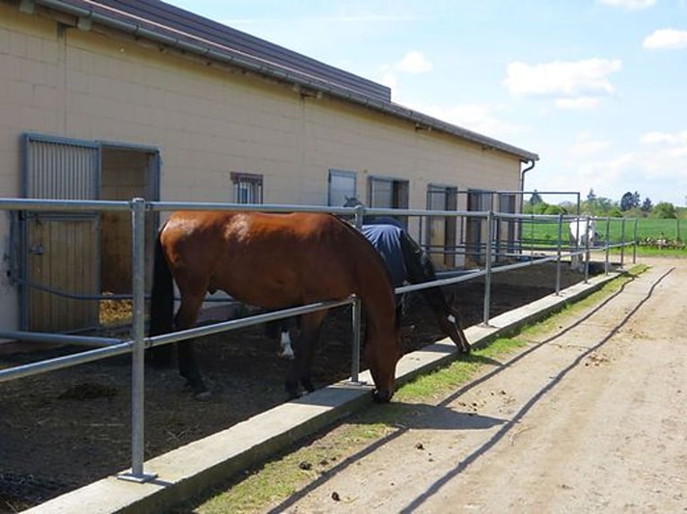 Paddockbox in Vollpension 