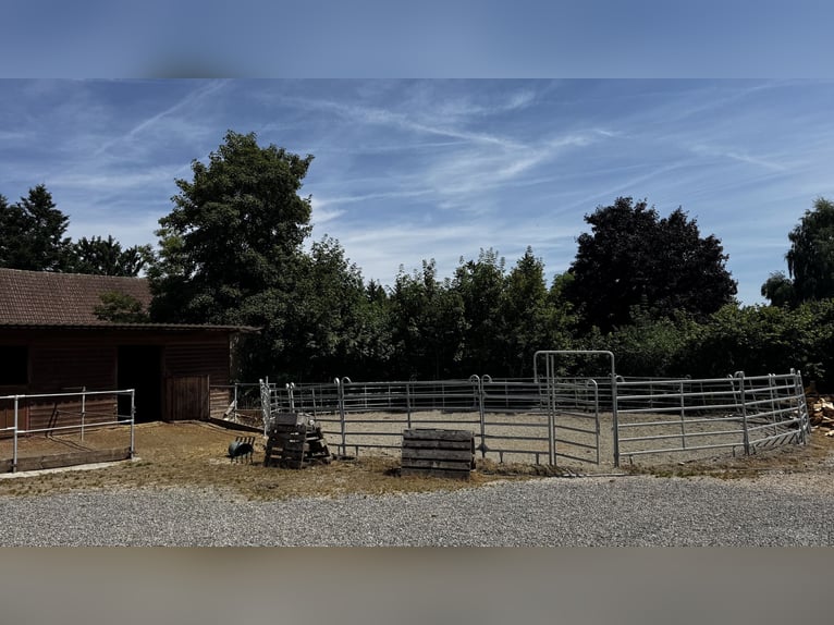 Paddockbox in Vollpension frei!