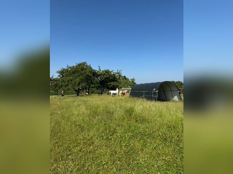 Paddockbox mit täglichem Auslauf in der Gruppe