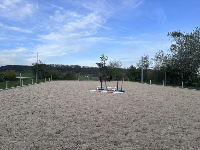 Paddockboxen frei für Wallache