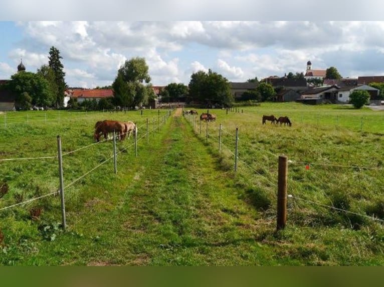 Pferdepension auf dem Erlebnisreiterhof Wolferstadt 