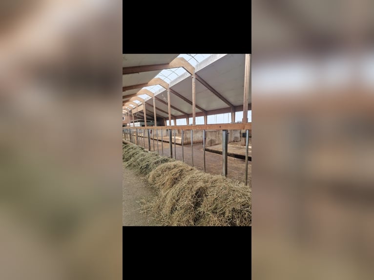 Piccola comunità di box