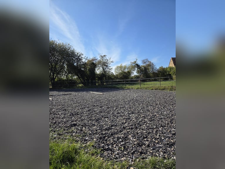 Posto di sella disponibile per il cavallo