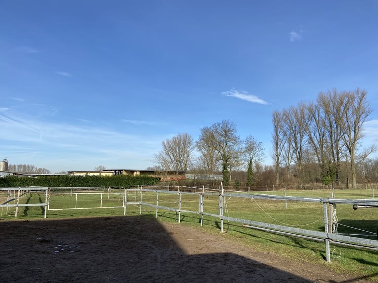 Stall frei, Paddock- Box frei auf familiären Hof, Vollpension