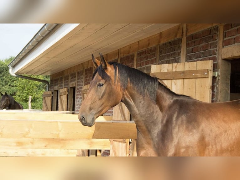 🐴 Stalla con paddock libero – Paradiso per i cavalli in un ambiente da sogno 🌿