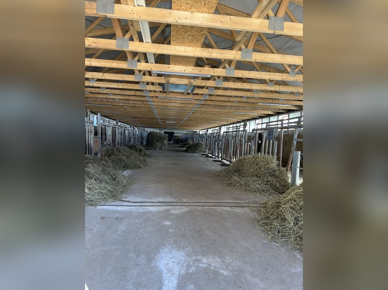 Disponibili pochi posti in paddock – nel nostro piccolo e familiare allevamento.