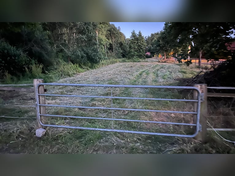 Due box per cavalli disponibili in affitto: cercasi autosufficienti – proprietà con stalla, paddock