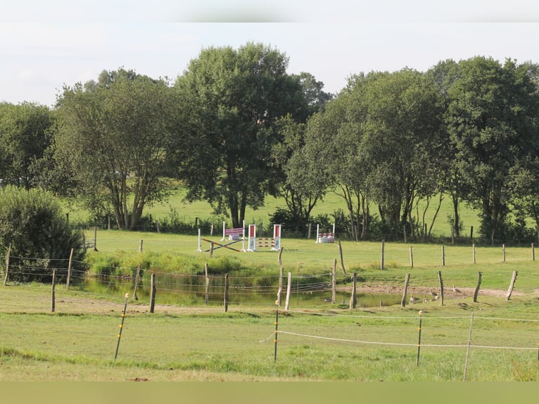 gr.Boxen sowie Stalltrakt frei