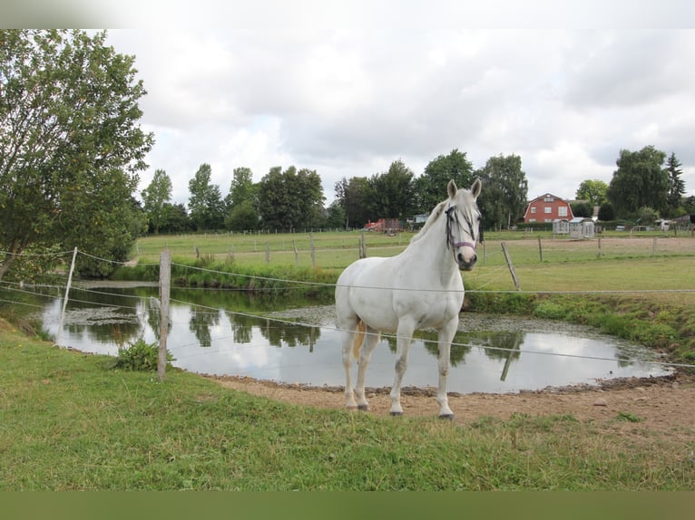 gr.Boxen sowie Stalltrakt frei