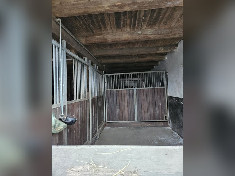 gr.Boxen sowie Stalltrakt frei