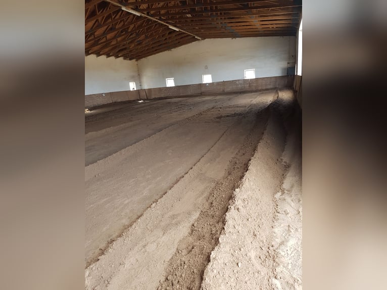 Große Innenboxen frei (4x4m) ab € 390,- /€400,- (tägl. Koppel bzw. Paddock bis zu 8 Std./Tag) 