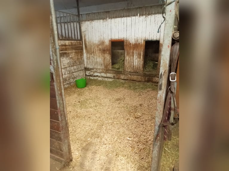 Harmonische Herdenhaltung mit nachts Einzelboxen 