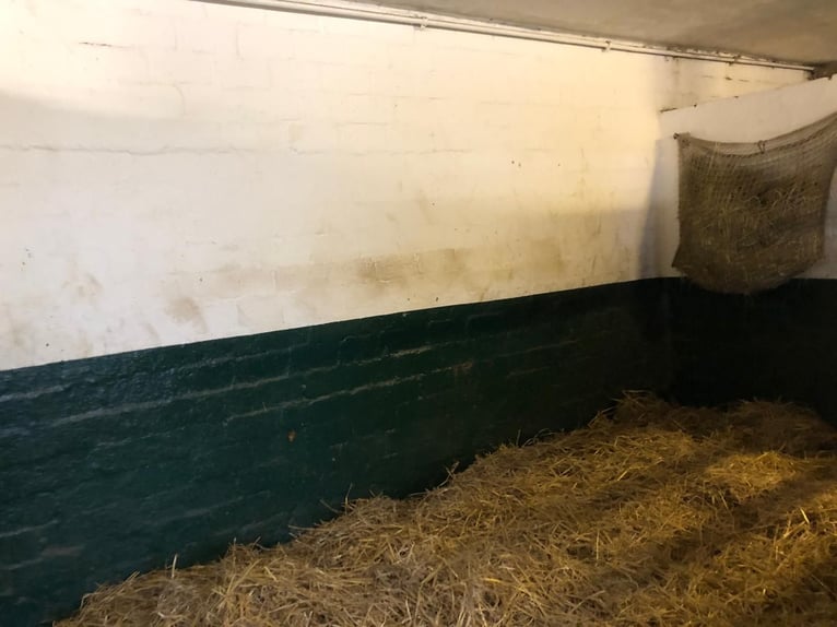 🔥 Il luogo dove il tuo cavallo può trovare tranquillità – non solo un box. 🔥