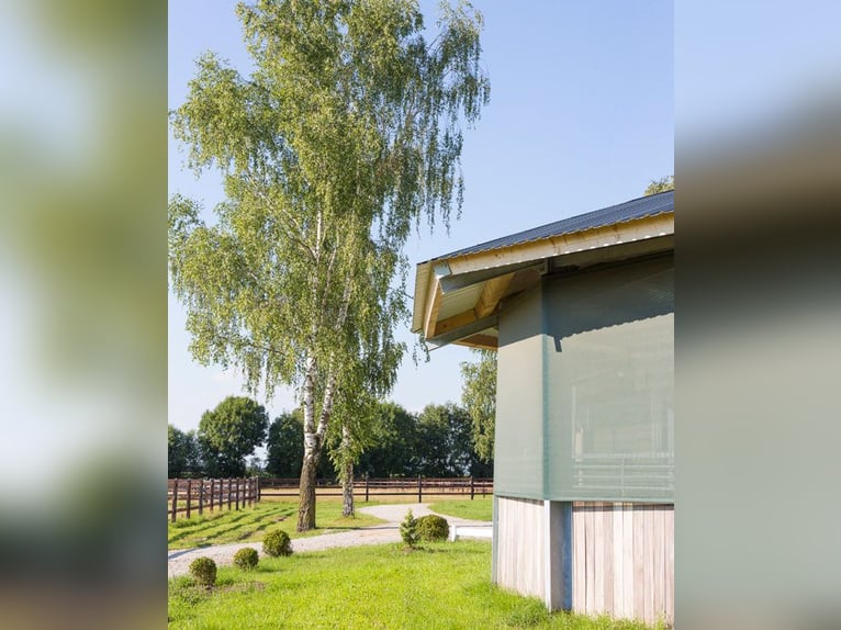 Ippodromo Birkenhof - Box disponibili - Allevamento equino etologicamente corretto e addestramento p