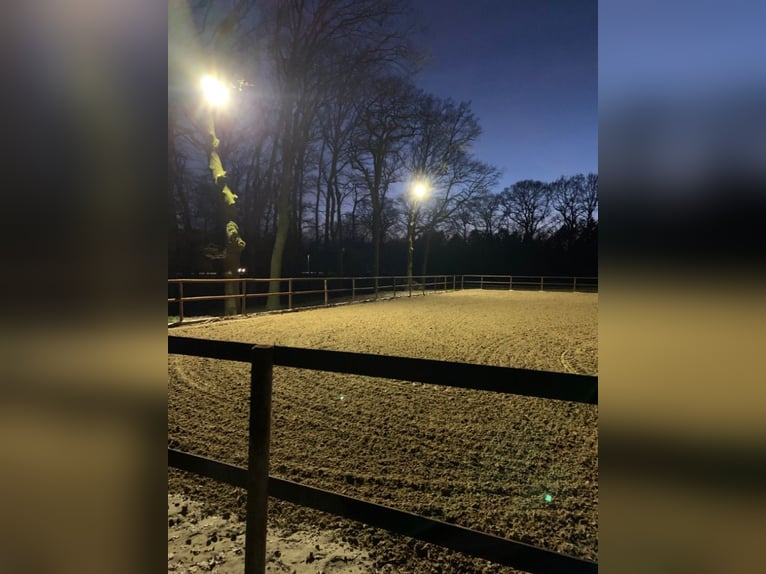 Pferdebox frei für Wallach 