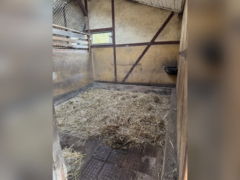 Posti disponibili per box e paddock
