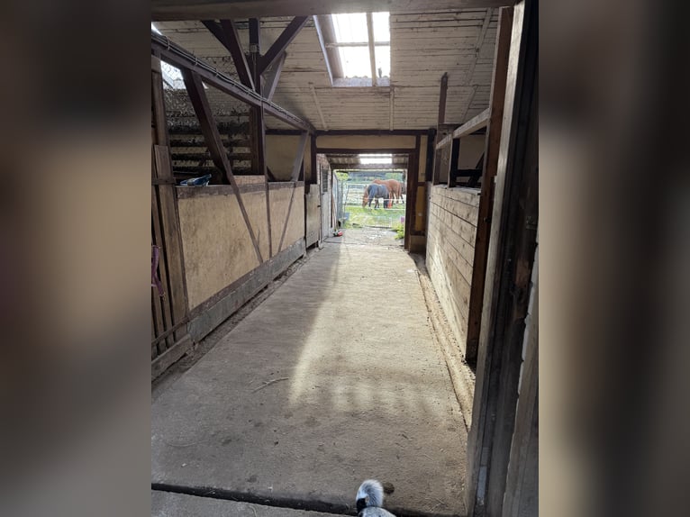 Posti disponibili per box e paddock