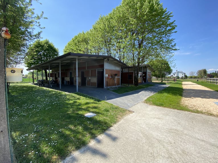 Posto di sella disponibile in un prestigioso maneggio sportivo