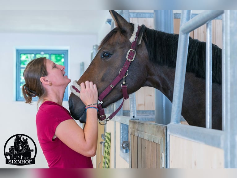 Reitstall, Pferdestall, Stall, Pferdebox, mieten