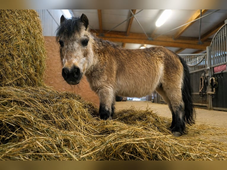 Shettys gesucht - Chaos auf kurzen Beinen willkommen! 