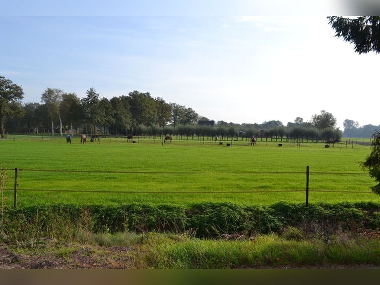 Te huur aangeboden een professionele paarden manege/complex/stallen