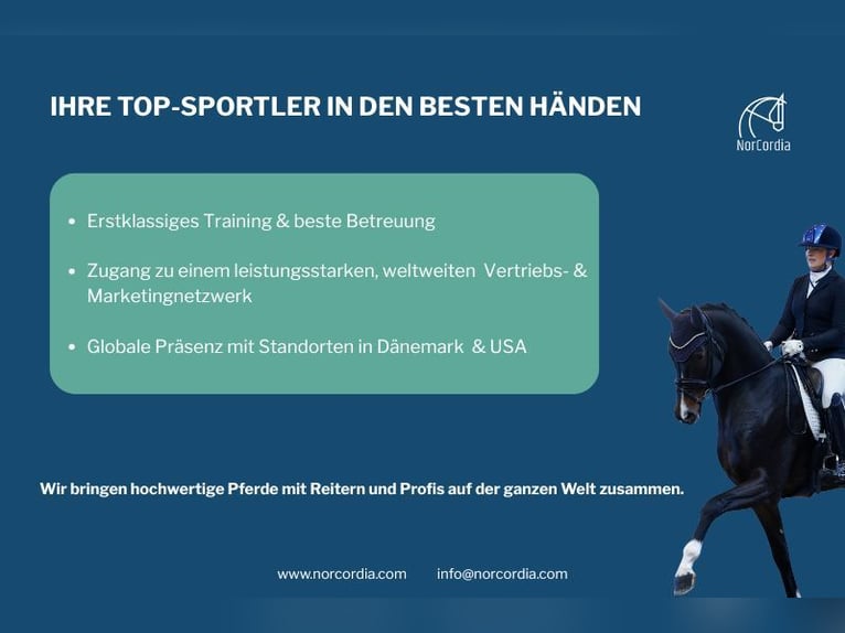 Wir bringen hochwertige Pferde mit Reitern und Profis auf der ganzen Welt zusammen!