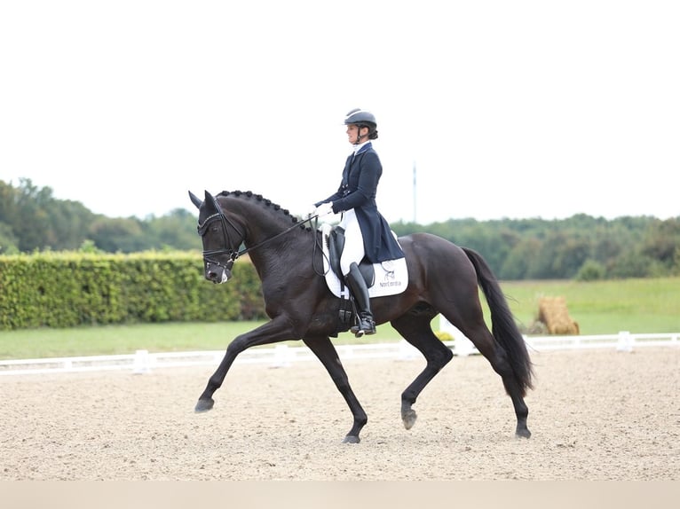 Wir bringen hochwertige Pferde mit Reitern und Profis auf der ganzen Welt zusammen!