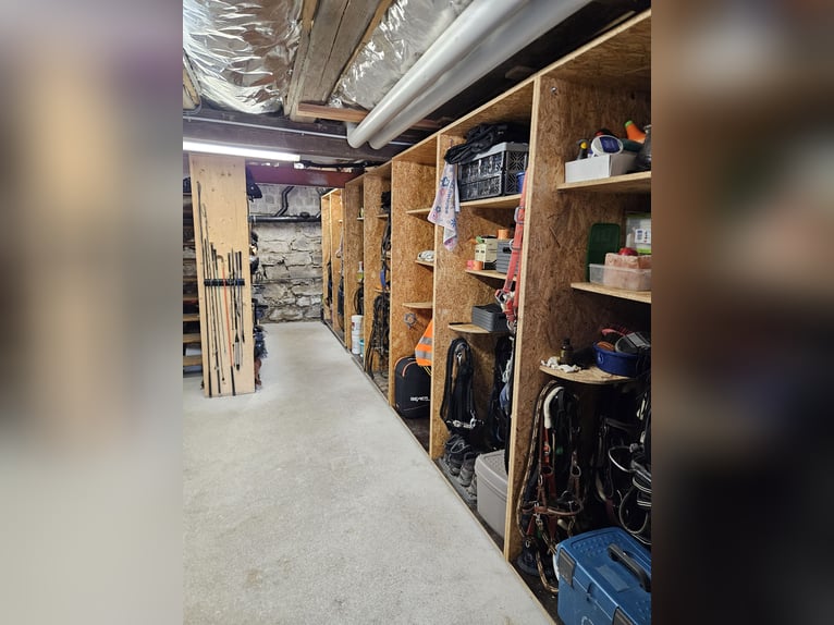 XXL Boxe in 9517 Mettlen