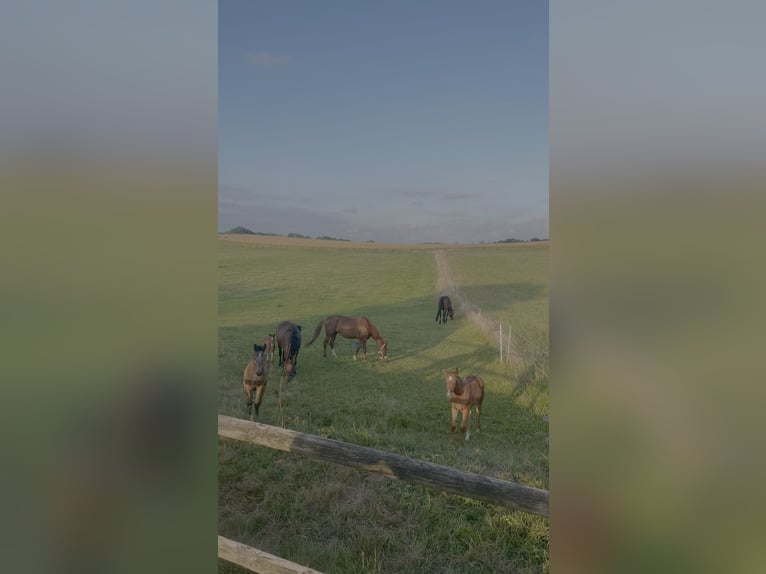 Allevamento amorevole e rispettoso della natura di puledri e giovani cavalli, con il cuore