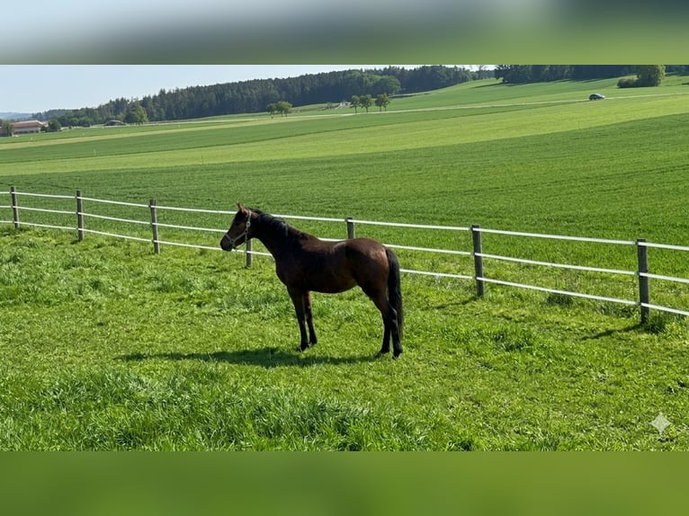 Allevamento di monta completo con amichette spaziali