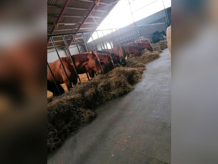 Allevamento di stalloni, cavalli pensionati, pensione per cavalli, box e paddock