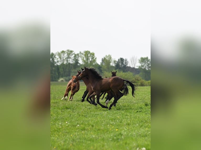 Area di allevamento per puledri stalloni vicino a Hannover, direttamente sul fiume