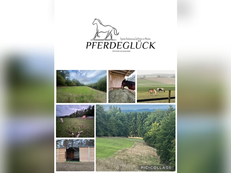  Aufzuchtplätze für Stuten 2026 