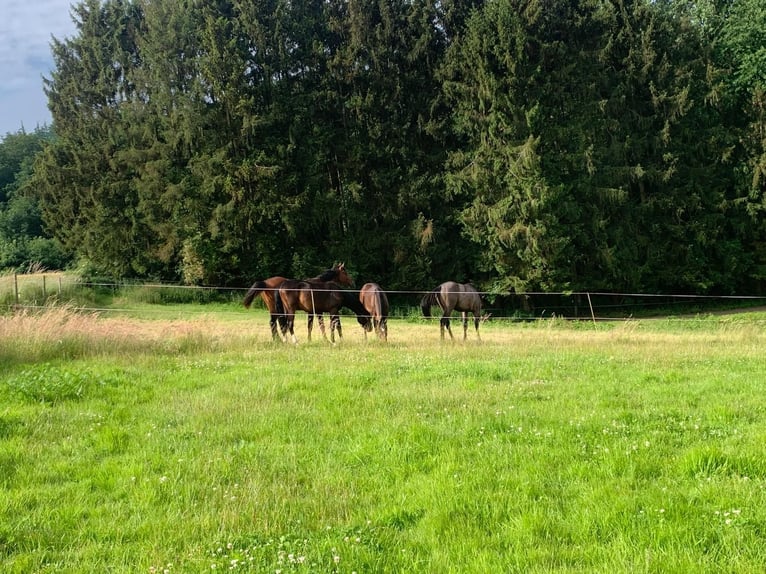 Aufzuchtplätze, Zuchtstutenplätze mit Abfohlservice , Anreiten 