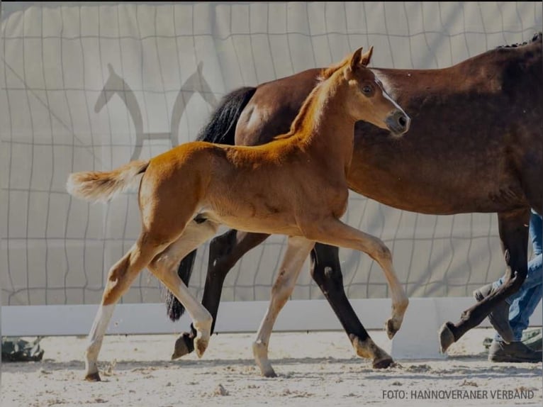 Aufzuchtplatz für Warmblüter Absetzer aus 2024 frei