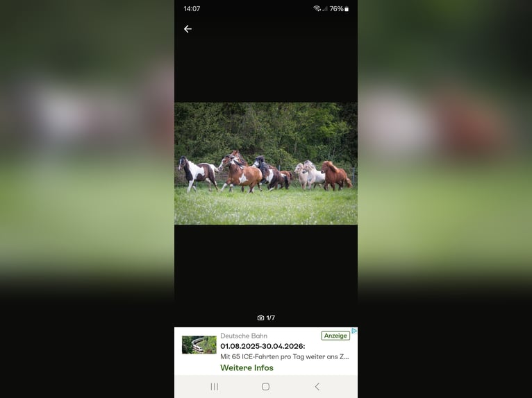 Aufzuchtplatz Junghengstaufzucht Wallach Jungpferde Islandpferd