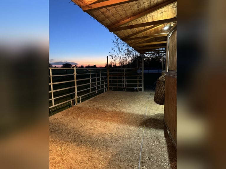 Aufzuchtsplatz für einen Henstjährling ab April/2026 